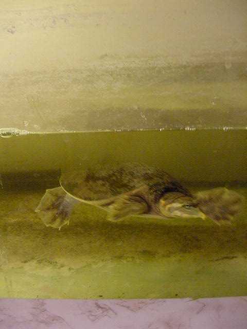 My softshell
