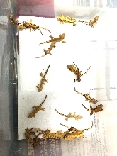 Baby cresties