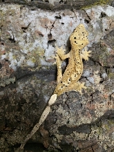 BABY CRESTED GECKOS