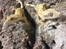 BABY CRESTED GECKOS