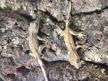 BABY CRESTED GECKOS