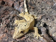 BABY CRESTED GECKOS