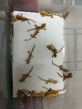 BABY CRESTED GECKOS
