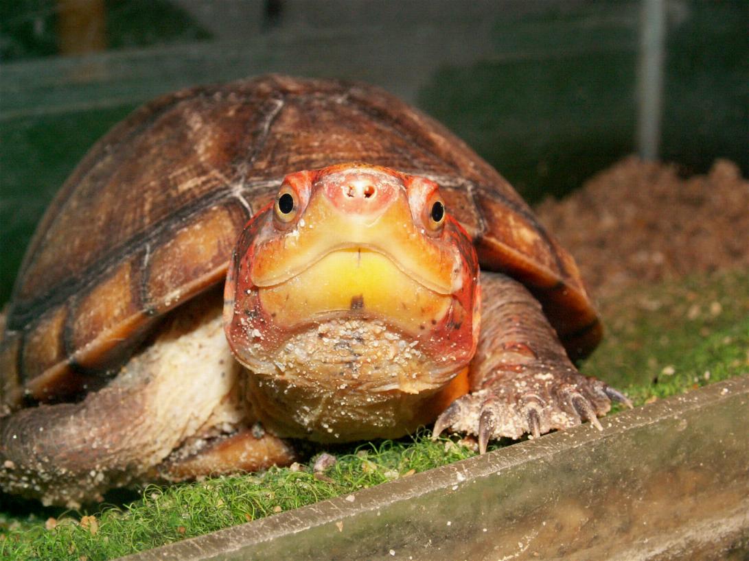 Kinosternon cruentatum - WC female