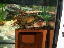 Kinosternon cruentatum - CB male
