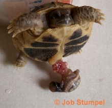 Twins - Russian Tortoise
