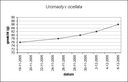 growth table of extremely underweight WC Uromastyx
