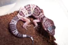 normal leo baby pic