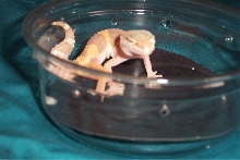 my albino baby pic
