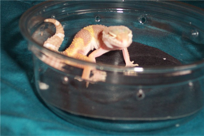 my albino baby pic