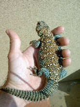 U. Ocellata