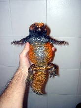 U. acanthinurus