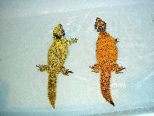 Uromastyx acanthinurus