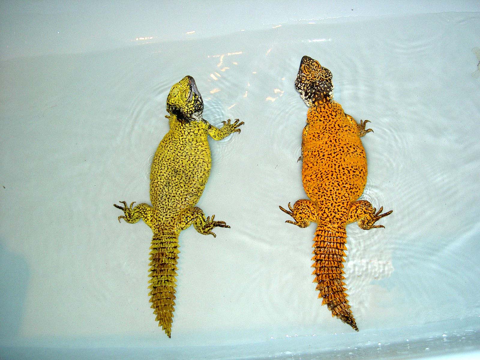 Uromastyx acanthinurus