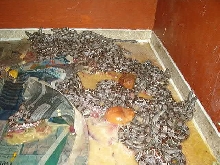 baby boas