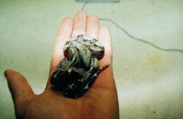 another boa