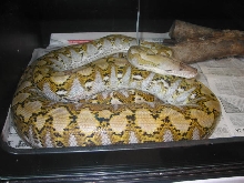 Super/Jamp female 3