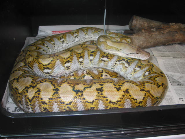 Super/Jamp female 3