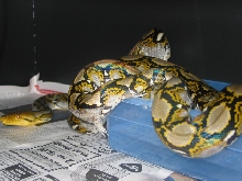 bali male