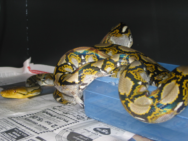 bali male