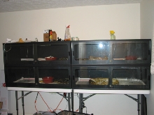 Animal Plastics Cages