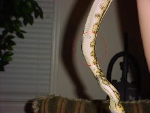 Lump?
