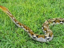 bali female