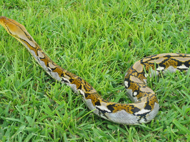 bali female