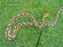 Bali Female 2