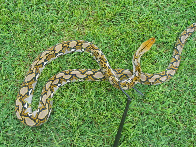 Bali Female 2