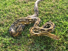 dwarf tiger female