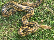 Dwarf Tiger Female