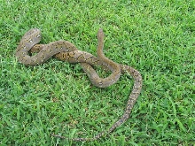 Jampea Male