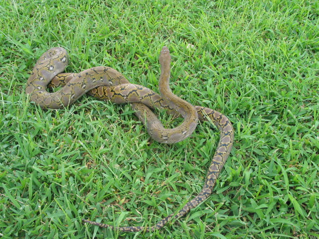 Jampea Male