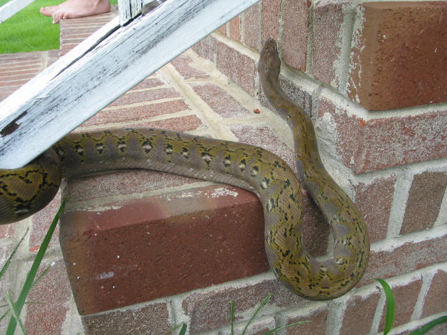 Jampea male 2