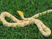 Albino male