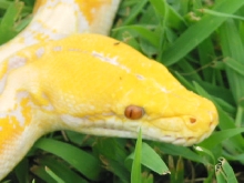 Albino male 2