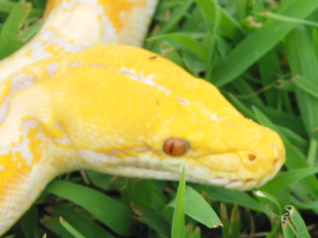 Albino male 2