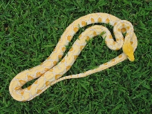 albino male