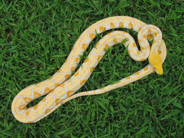 albino male