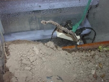 self-adhesive Rattlesnake?