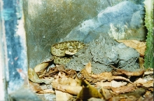 C. triseriatus triseriatus