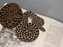 Crotalus polystictus gravid