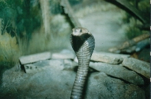 escupitina