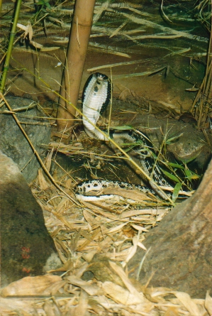 Naja sputatrix