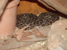 Crotalus polystictus