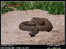 Crotalus aquilus red phase