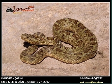 Crotalus aquilus green phase