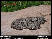 Crotalus aquilus gray phase