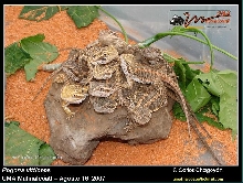 future breeding group